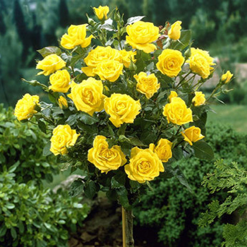 Роза штамбовая желтая