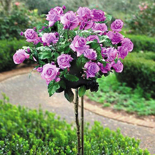 Саженцы Роза штамбовая фиолетовая