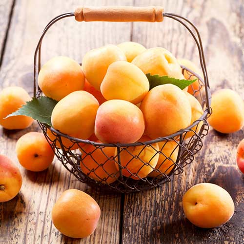 Персик-абрикос Медовый месяц
