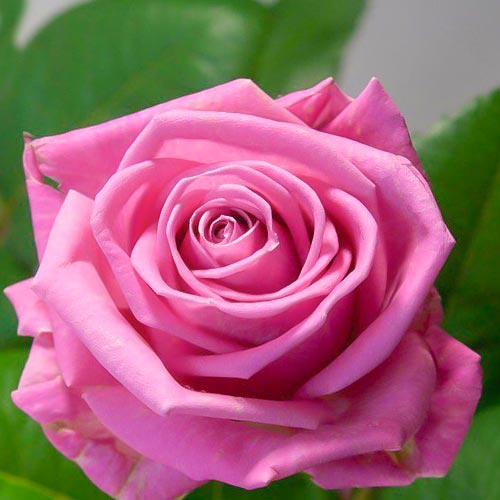 Саженцы Роза чайно-гибридная Аква