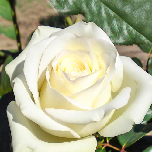 Саженцы Роза чайно-гибридная Анастасия