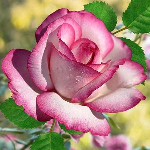Роза чайно-гибридная Атлас
