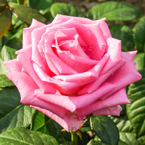 Роза чайно-гибридная Бель Анж