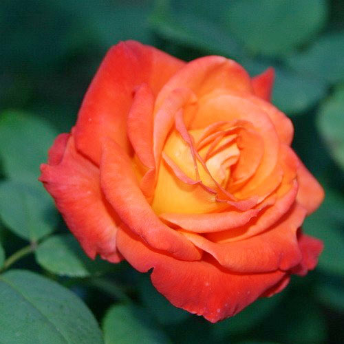 Роза чайно-гибридная Франс Либре