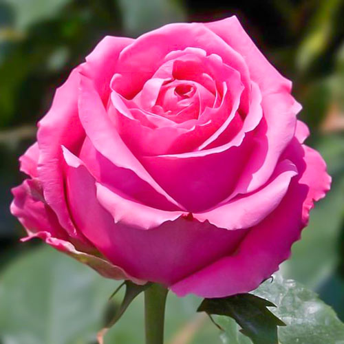 Саженцы Роза чайно-гибридная Королева красоты