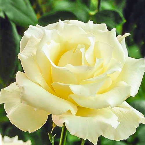 Роза чайно-гибридная Ла Перла