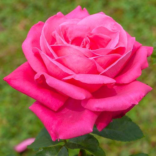 Роза чайно-гибридная Леди Митчел
