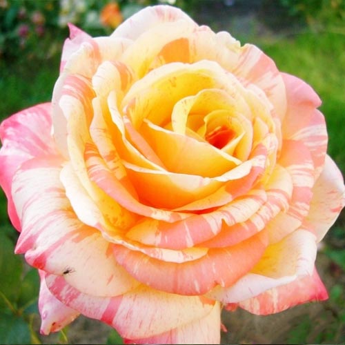 Роза чайно-гибридная Марвел