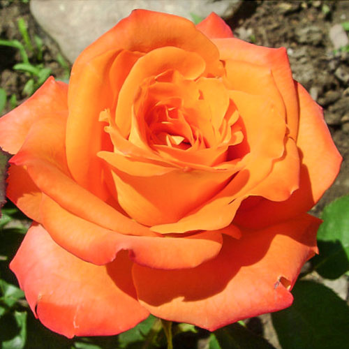 Роза чайно-гибридная Миракли