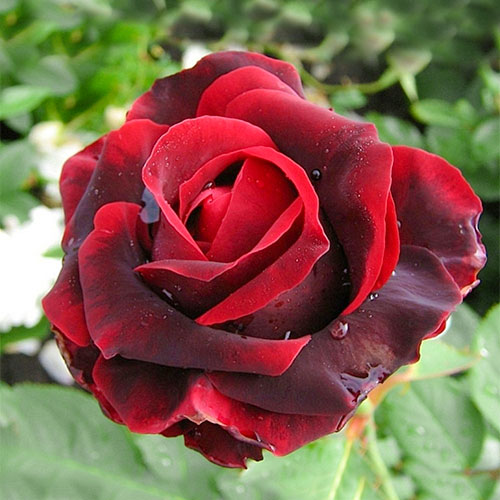 Роза чайно-гибридная Норита