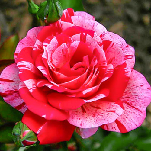 Саженцы Роза чайно-гибридная Папагено