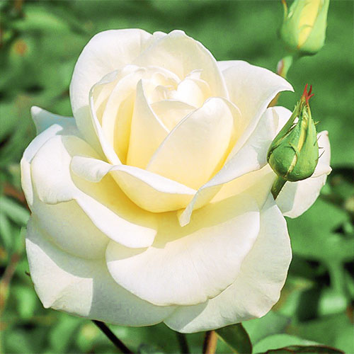 Роза чайно-гибридная Паскали