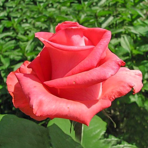 Саженцы Роза чайно-гибридная Рафаэлло