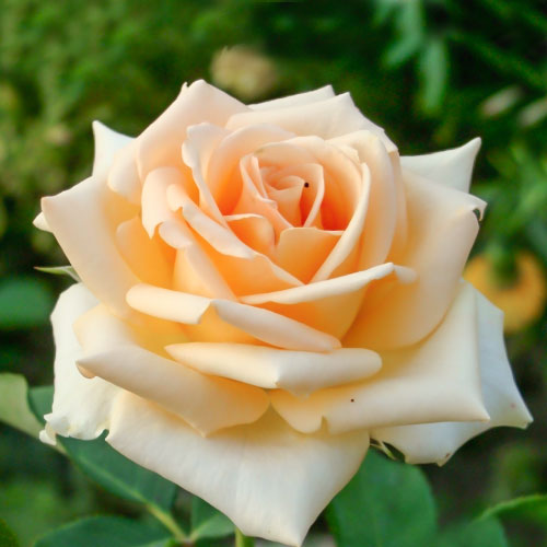 Саженцы Роза чайно-гибридная Версилия