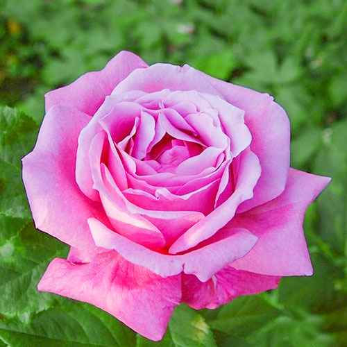 Роза чайно-гибридная Виолет Парфюм