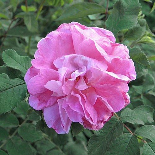 Роза канадская Свит Аделин