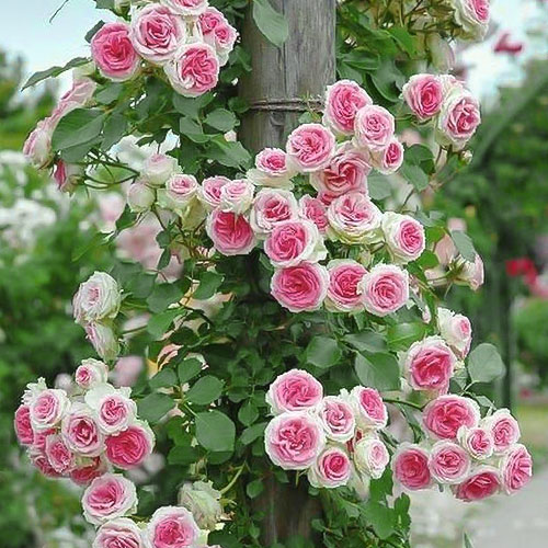 Роза плетистая Эден Роуз