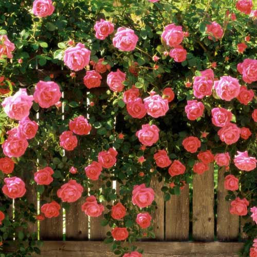 Роза плетистая Розовая жемчужина