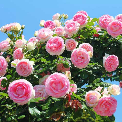 Саженцы Роза плетистая Розовая крупная