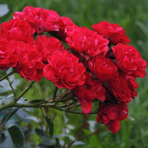 Саженцы Роза почвопокровная Ред Фейри