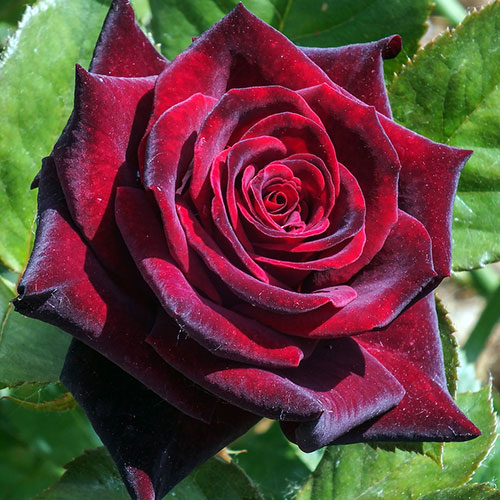 Саженцы Роза чайно-гибридная Черная магия