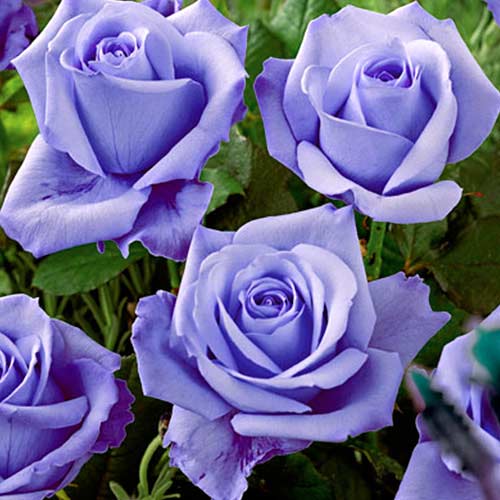 Роза чайно-гибридная Голубая