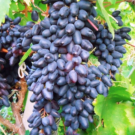 Виноград Сувенир