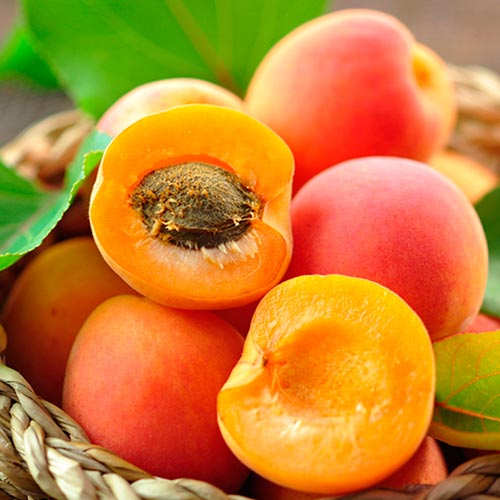 Персик-абрикос